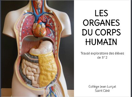 Les Organes Du Corps Humain Production D Eleves College Jean Lurcat